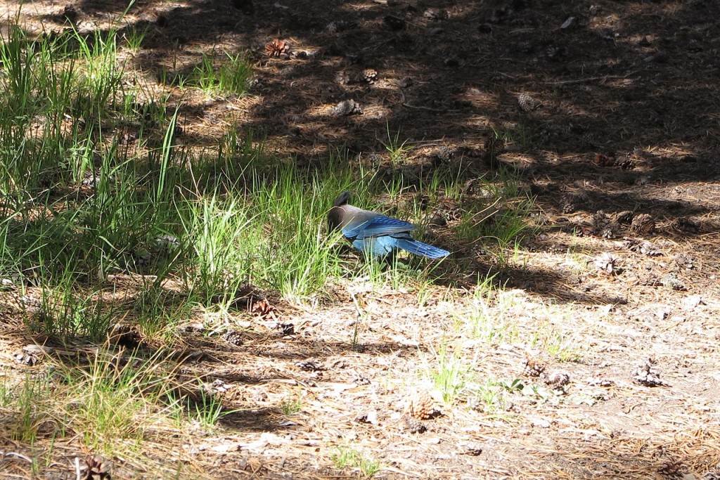 blue jay in the campsite